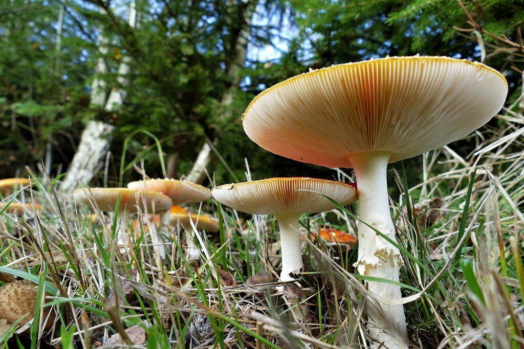 Pilze im Wald – Vitalpilze in der Natur